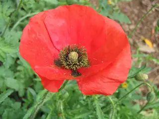 A red flower fills the frame against softly blurred green vegetation.