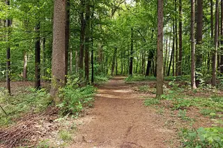 An ordinary earth path passes between leafy trees and green woodland understory.