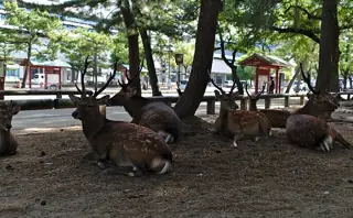 Several antlered deer rest beneath pine trees beside a roadside railing.