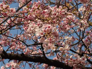 Pink cherry blossoms and dark branches fill the frame against a blue sky.