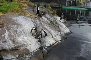 Several black-and-white penguins standing on a sloping rocky bank beside dark water, with grass and part of their enclosure behind.