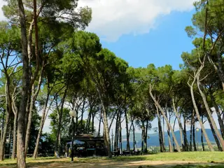 Tall umbrella-shaped pine trees above grass and a shaded path, with a glimpse of countryside between the trunks.