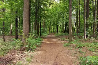 Regional illustration photographed in Kranj, Slovenia. An ordinary earth path passes between leafy trees and green woodland understory.