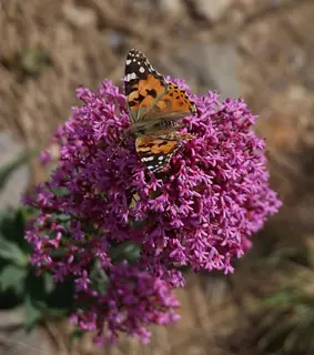 A butterfly rests on a vivid pink flower cluster against softly blurred vegetation.