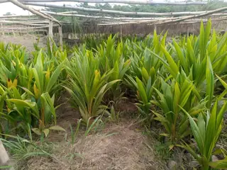 Rows of green seedlings grow beneath rough wooden nursery shade supports.
