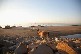Goats on foreground rocks beside fishing boats at the Maputo shoreline in May 2008.
