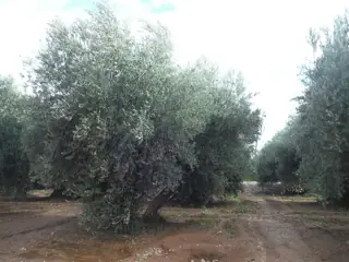 Mature olive trees stand beside muddy orchard paths beneath a bright pale sky.