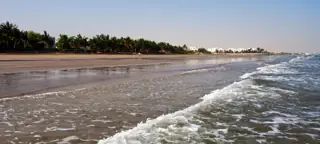 Small waves wash over wet sand beside a long palm-lined beach.