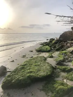 Low sunrise over calm sea and algae-covered rocks beside sand and dry shoreline vegetation.