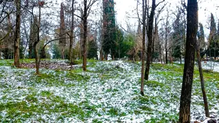 Tree trunks and green grass with patches of snow in Tirana’s Grand Park.