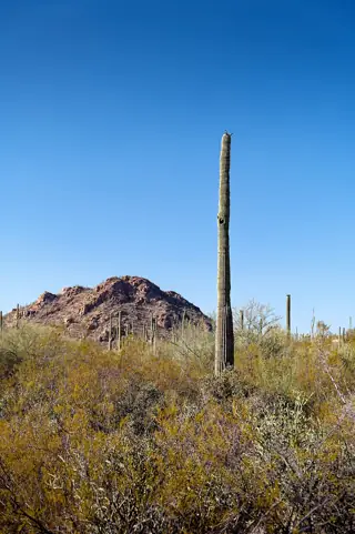 Tall saguaro above scrub and a desert hillside under a blue sky.