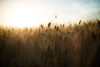 Golden wheat heads in shallow focus against bright sunset flare and a dark lower foreground.