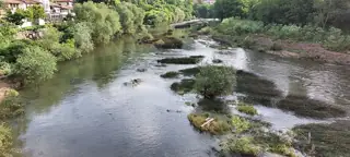 Small ducks gather around vegetated shallows in a broad river, with trees and a narrow band of distant houses above.